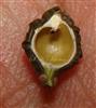  V. S.Fruit (Seed not developed)